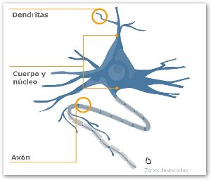 las-neuronas